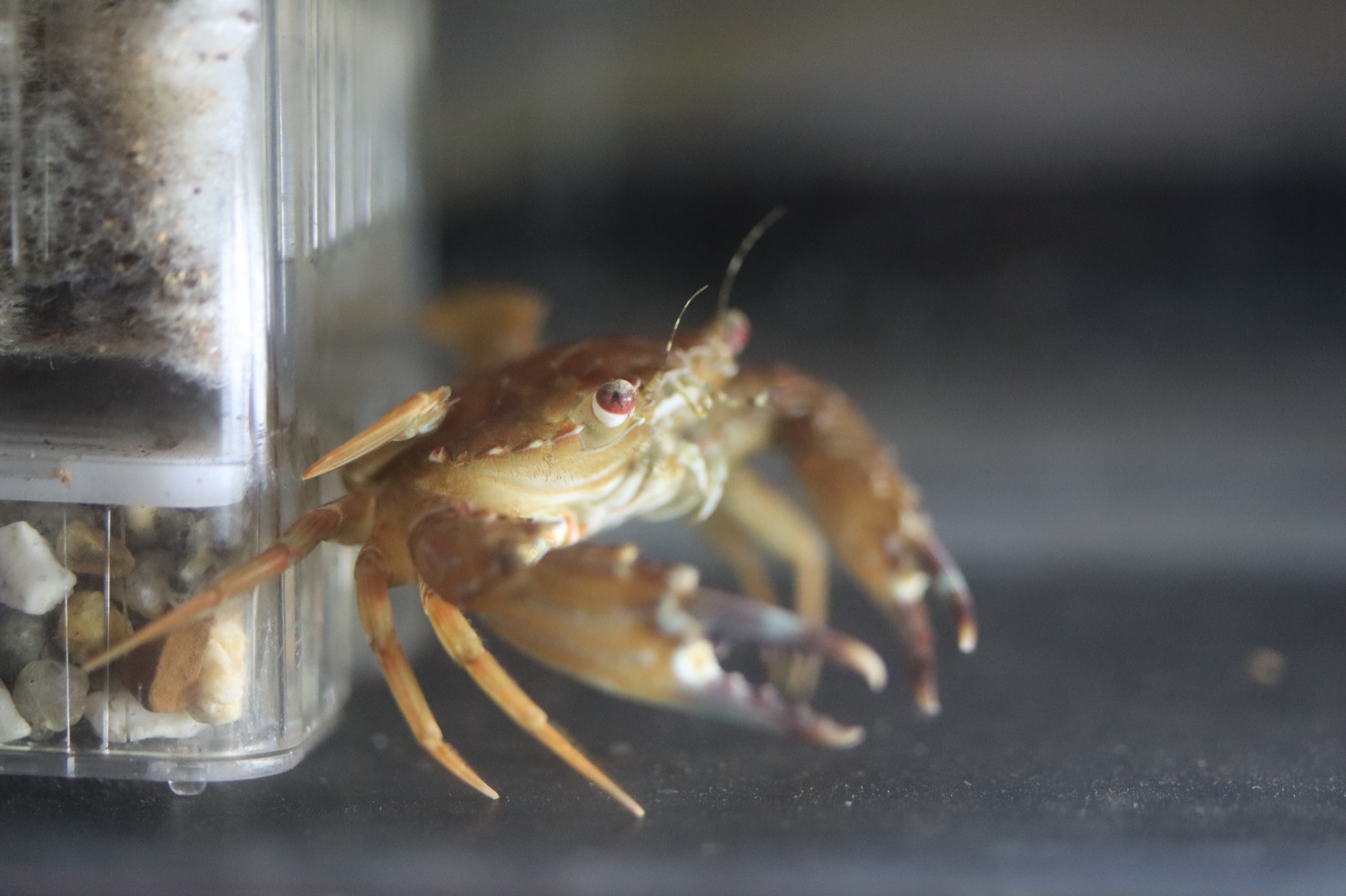 桐朋生物部 今日紹介するのは部室にいるカニ達です 現在部室にはイシガニとフタバベニツケガニの2種が居ます どちらもガザミ ワタリガニ の仲間で 泳ぎが得意です 力が強く気性が荒い為それぞれ単体で飼育されています T Co Gzqvjpcnlx