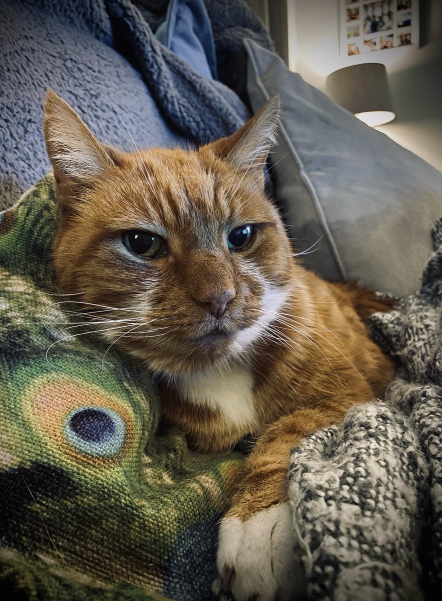 peabird25's tweet photo. A year ago today I said goodby to Dave 🐾🧡😔#Davecat #gingercats #catsoftwitter https://t.co/rpcmS0Aivv