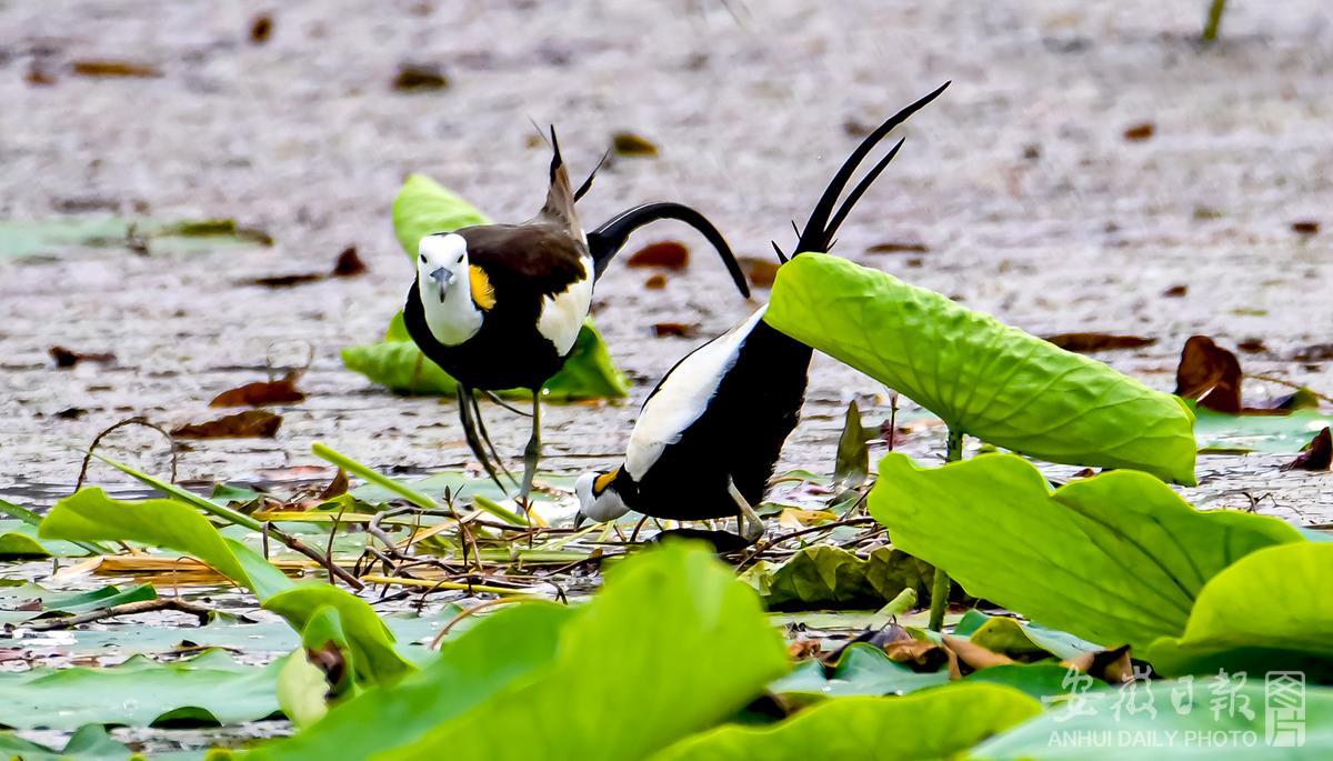 Anstronaut1's tweet photo. The dancing #birds in the pics are called #jacanas; some people call them "water phoenix". These lovely creatures are found in the Westlake wetland park of #Tongling City, as the natural environment there provides them with a perfect habitat.
#Anhui #nature #安徽 #铜陵 https://t.co/8z0lMIeMEA