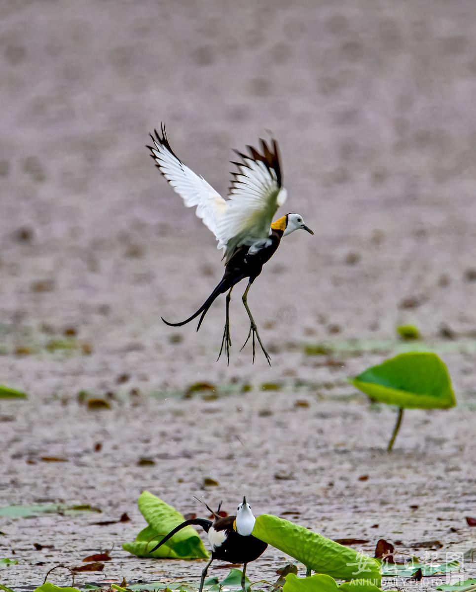 Anstronaut1's tweet photo. The dancing #birds in the pics are called #jacanas; some people call them "water phoenix". These lovely creatures are found in the Westlake wetland park of #Tongling City, as the natural environment there provides them with a perfect habitat.
#Anhui #nature #安徽 #铜陵 https://t.co/8z0lMIeMEA
