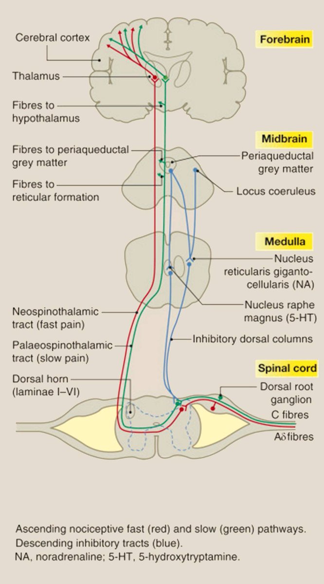 Just published 🔥

The anatomy of pain (nociception)

👇👇👇

sciencedirect.com/science/articl…
