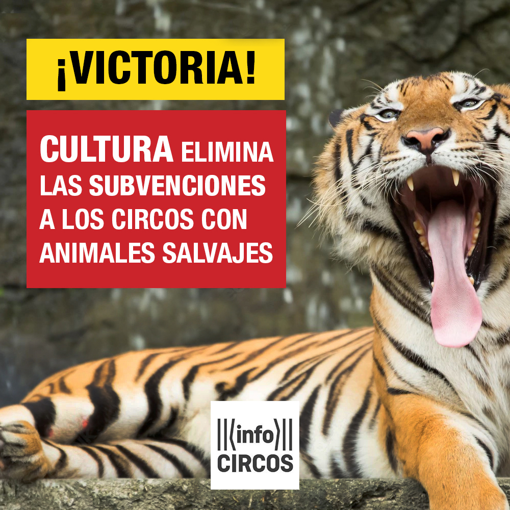 ¡¡VICTORIA!! Cultura elimina las subvenciones a los circos con animales salvajes 🥳

👉 Desde este 2022 se dejan de subvencionar circos que usen animales salvajes en giras por España 👈 tras aprobal el <a href="/INAEM_Cultura/">INAEM</a> la medida en 2019.

🎪 Toda la Info: infocircos.org/el-ministerio-…