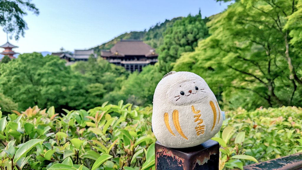 kopi_rabbit's tweet photo. 清水寺

#sirotan
#しろたん
#しろ吉
#清水寺 https://t.co/FEUf7uCEsF