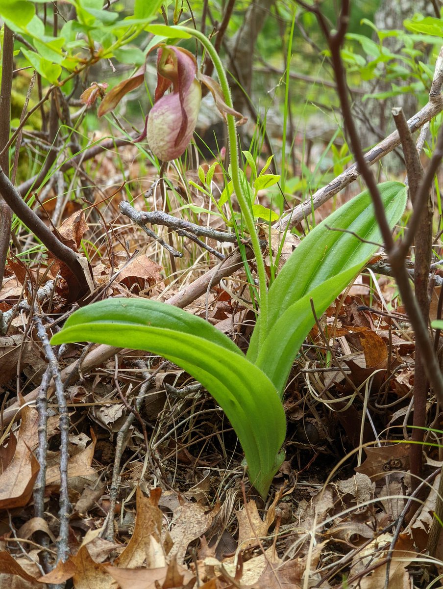 CCCAlanPollock's tweet image. Happily, I found this endangered lady slipper in #Brewster before the deer did! Have I got it right, botanists? Cypripedium reginae?