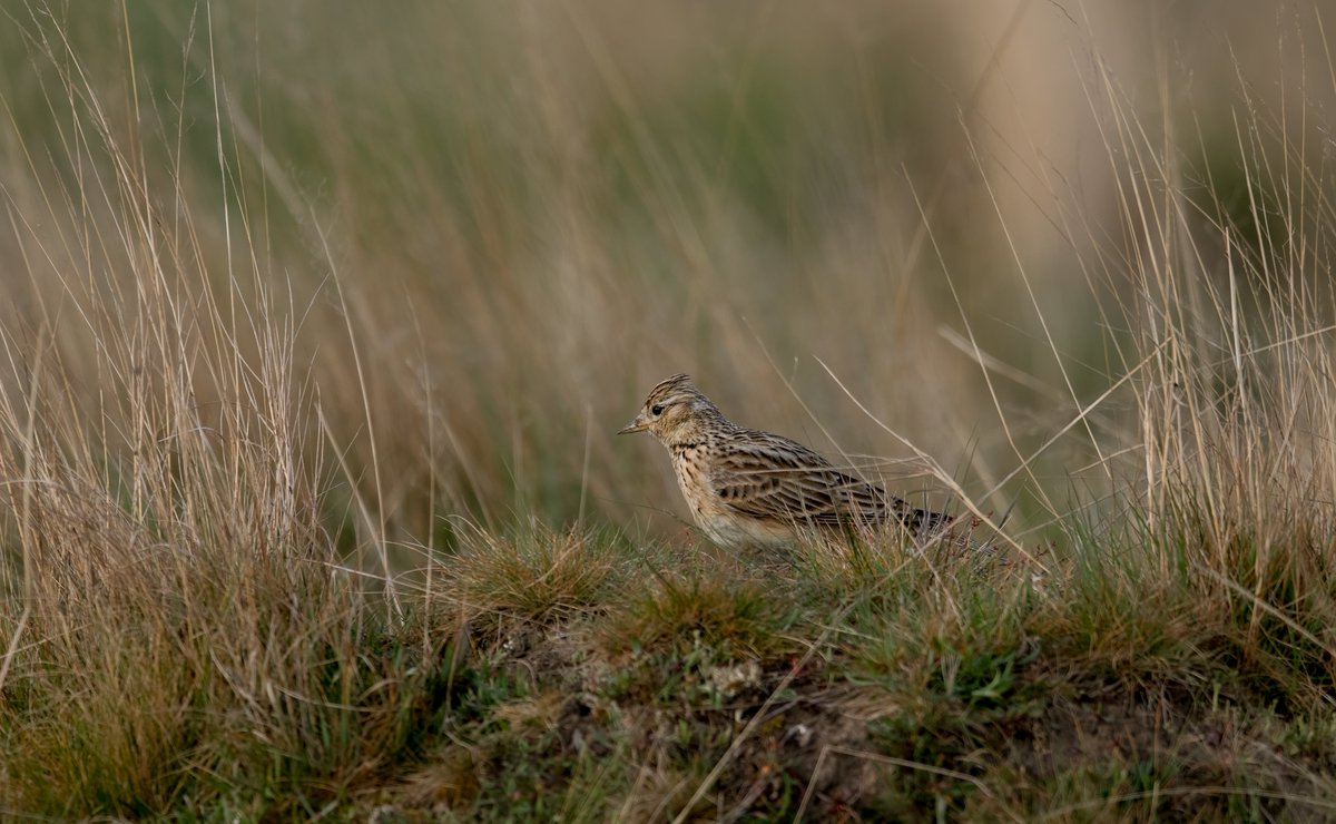 SimonRidley14's tweet photo. Up with the skylark
@UKNikon @SWNS @mpbcom #skylark #Focus #Grass #camoflaged #portrait #photographylovers #naturelovers #twitter #Hidden #love https://t.co/VviEqHMva9