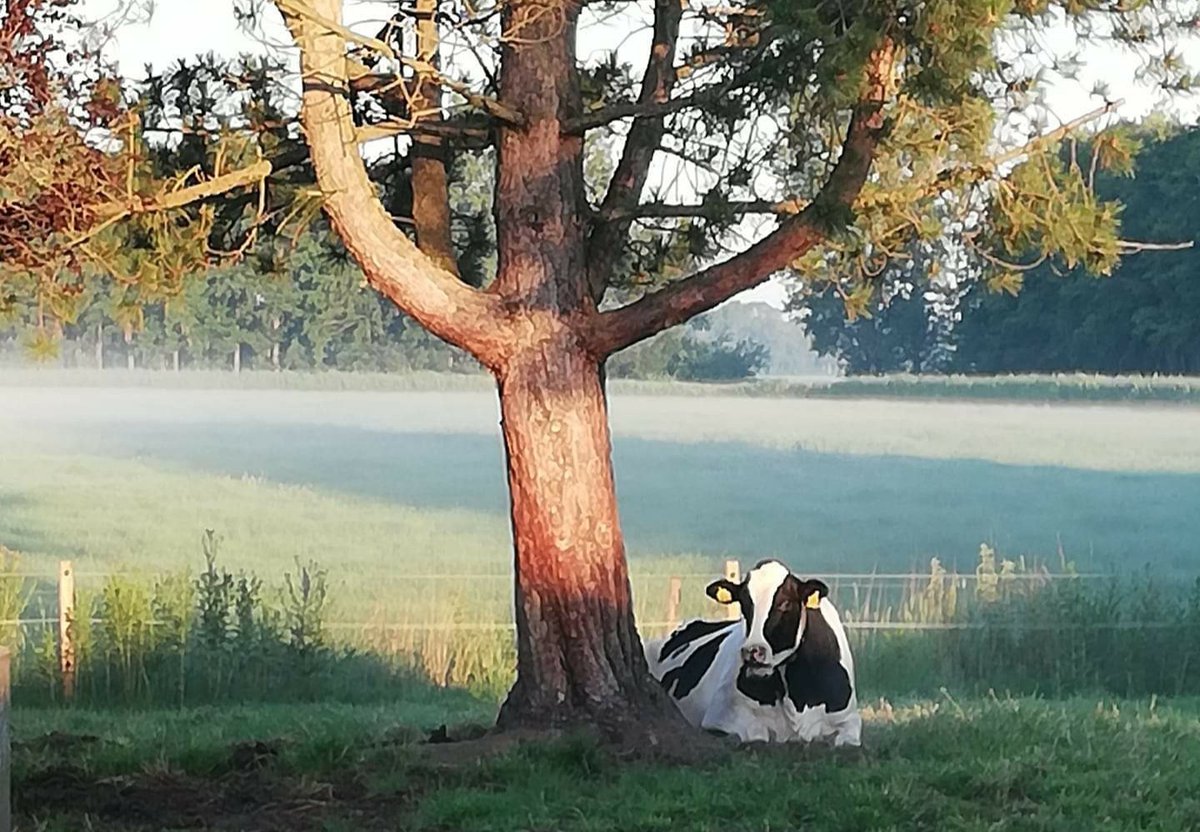 #Stikstof #30MeiKoeUitDeWei Doet u mee? 🙏

Wij roepen alle melkveehouders op, om op 30 mei de koeien op stal te houden, dit als protest tegen het stikstofbeleid. De koe dreigt nl. door alle regelgeving niet meer zonder vergunning in de wei te mogen 😪

ℹ️ teamagro.nl/persberichten/…