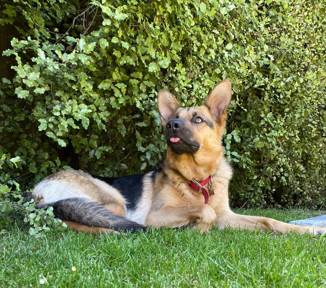 MGConroyyy's tweet photo. My dogs better then yours https://t.co/9peq9cNyX8