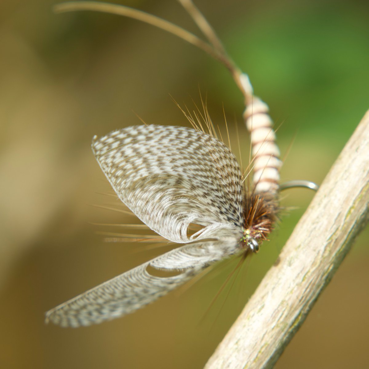 Don't forget @fordygoesfishing will be doing a Facebook Live Fly Tying of some 'Wally Wing' Mayflies today at 12pm. Here's the Wally Wing Mayfly before a fishing adventure!