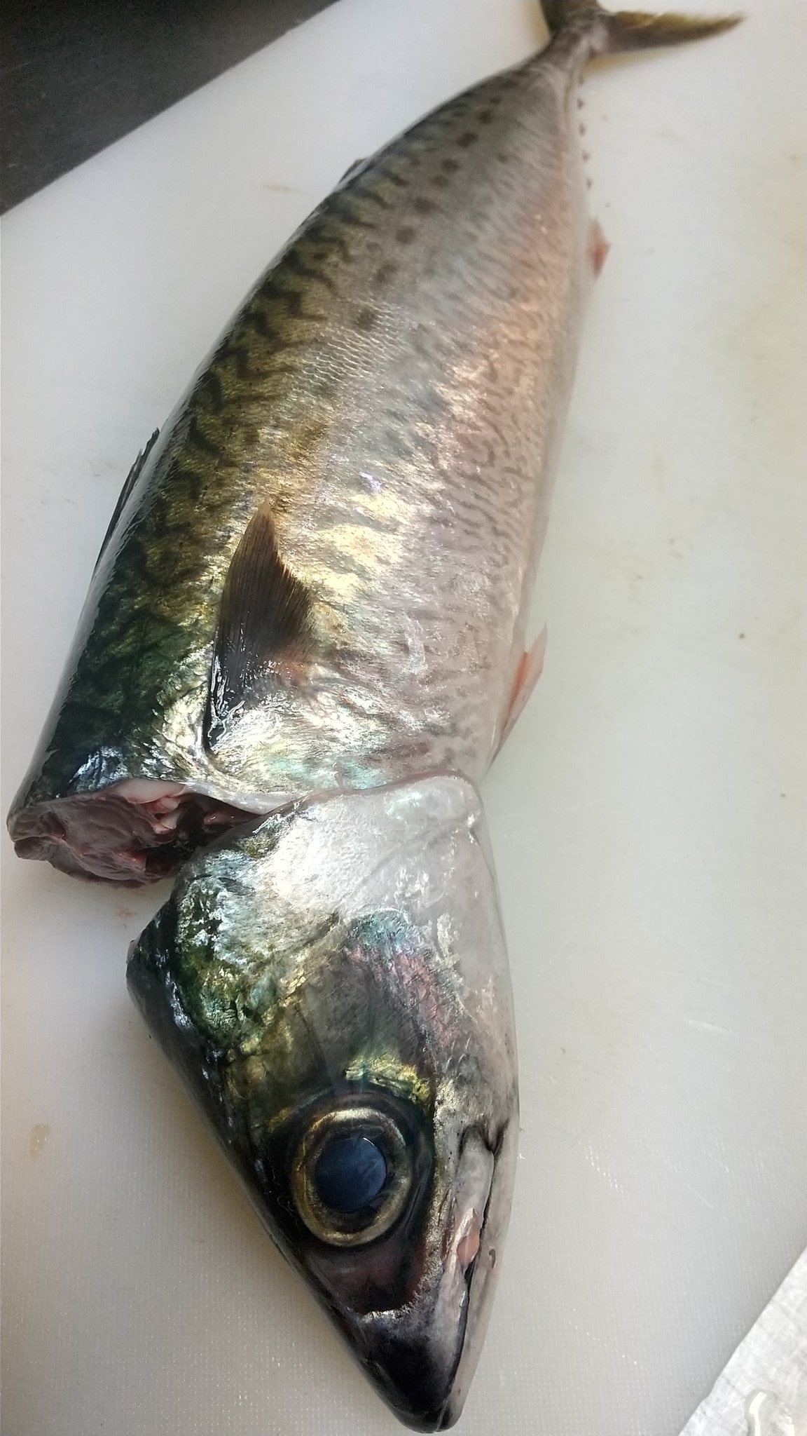 凪 高知 丸っと肥えた佐田岬の岬鯖 ハナサバ 今日も入荷です 他に鰹 活き〆平鯵 金目鯛 アオリイカ ドロメ 鱧など お酒は当店お取引先様限定の牡丹の花春 コシヒカリのジューシーな旨味をお楽しみください T Co E8nhitkniz Twitter