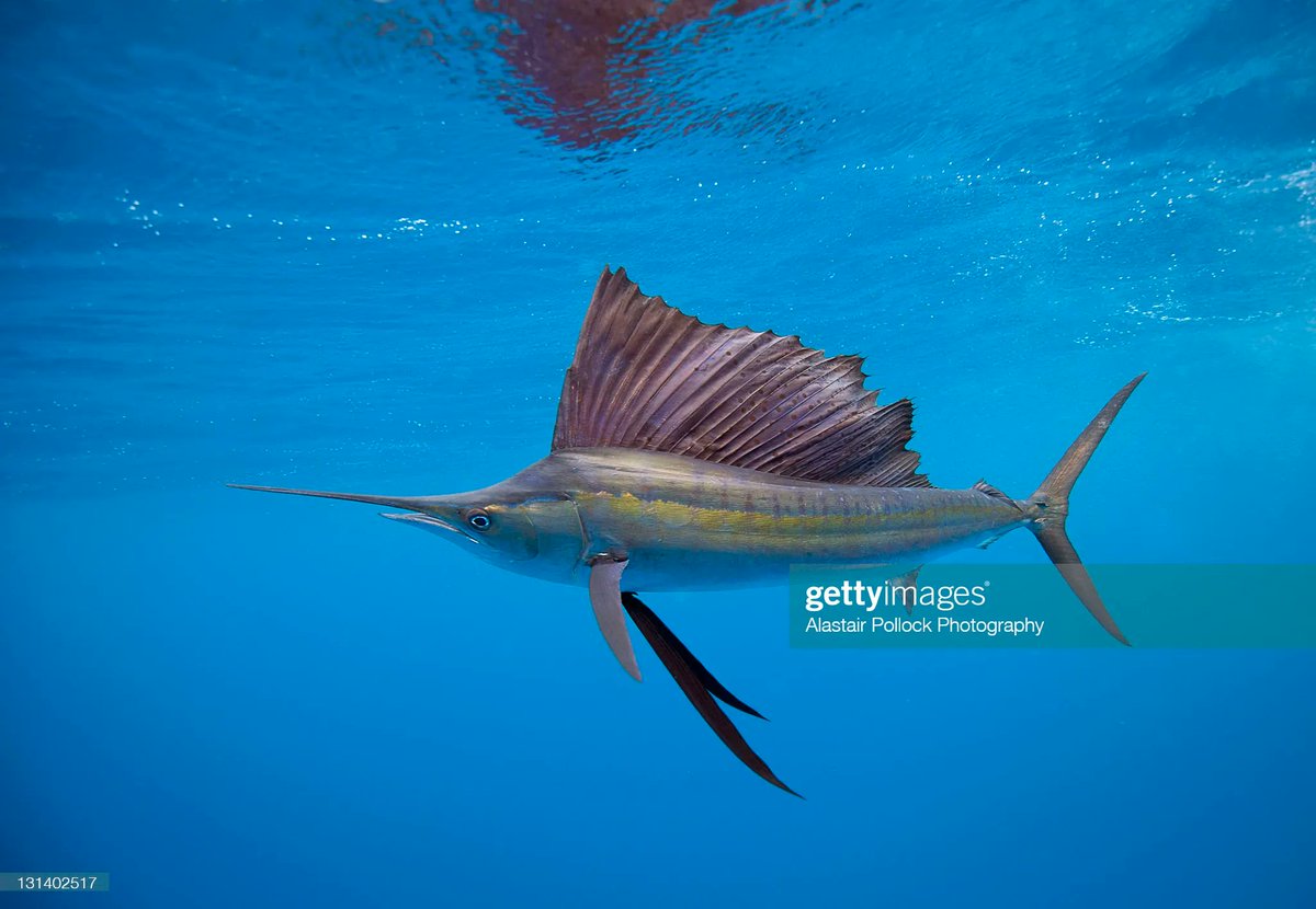 RvThuwal's tweet photo. The world's fastest fish lives in the Red Sea!  
The solitary sailfish can reach at speeds of up to 110 kilometers per hour and a size of one meter long. https://t.co/xZzsbWWg3v