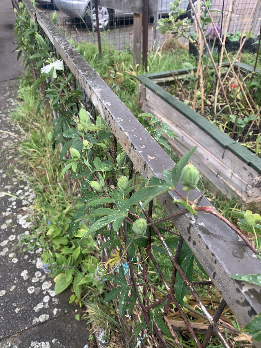 DormerCloseE15's tweet photo. The passionflowers start to flower (with plenty, PLENTY!) more to come. https://t.co/ajnfkLCwgh