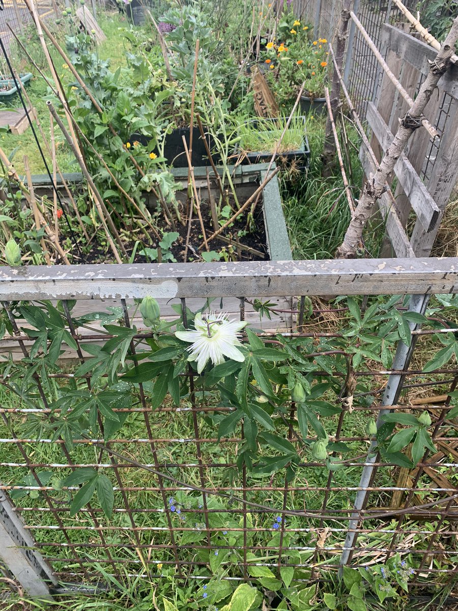 DormerCloseE15's tweet photo. The passionflowers start to flower (with plenty, PLENTY!) more to come. https://t.co/ajnfkLCwgh