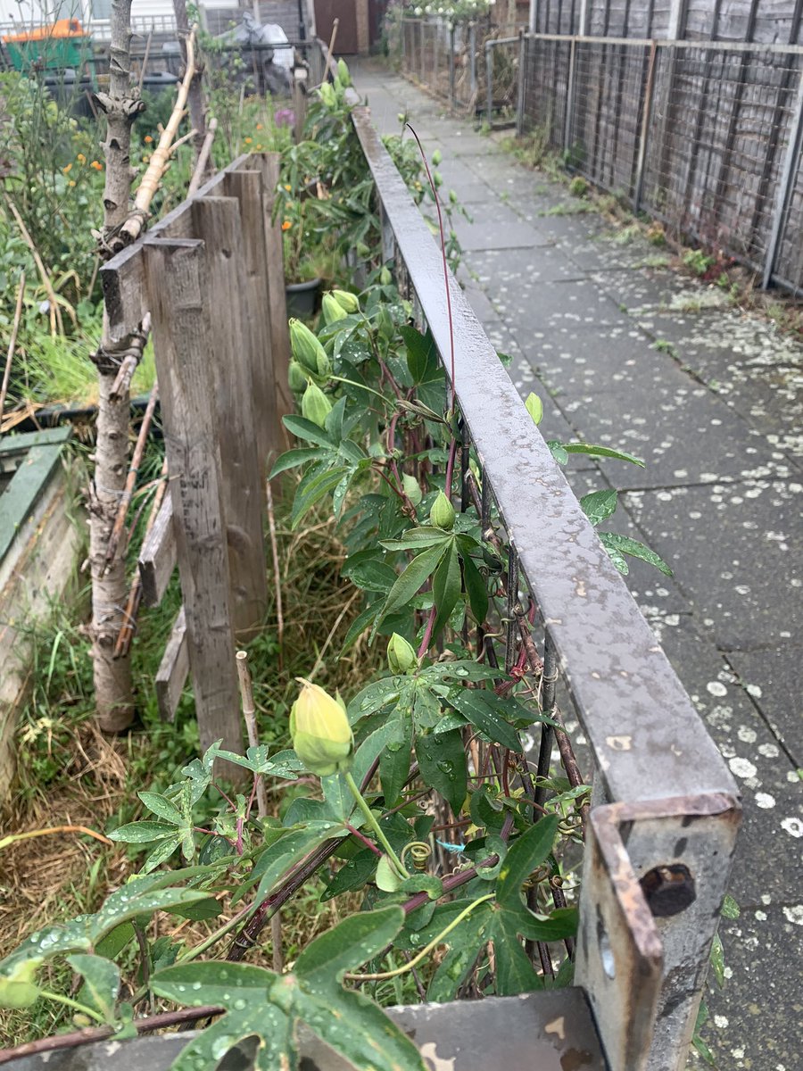 DormerCloseE15's tweet photo. The passionflowers start to flower (with plenty, PLENTY!) more to come. https://t.co/ajnfkLCwgh