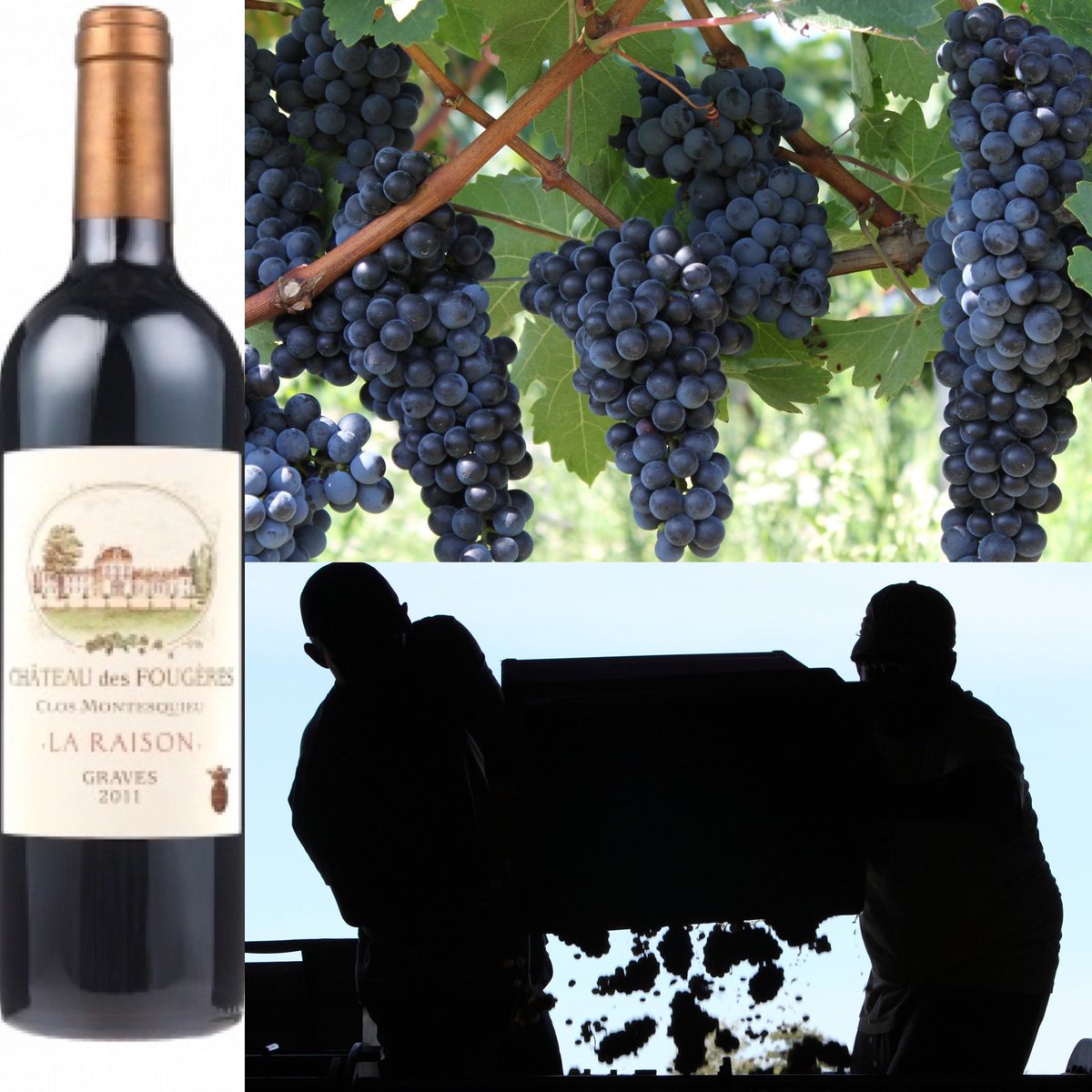 Enticing smoke, earth, kirsch, blackberry, plums &amp; morello cherry 🍷 Château des Fougères is elegant &amp; complex with fine tannins

advinture.co.uk/product/stepha…

📸 <a href="/DereConsultants/">Derenoncourt Consultants</a> <a href="/StfDerenoncourt/">DerenoncourtStéphane</a> 

#wine #bordeaux #redwine #frenchwine #sommelier #wineshop #advinturewines #advinture
