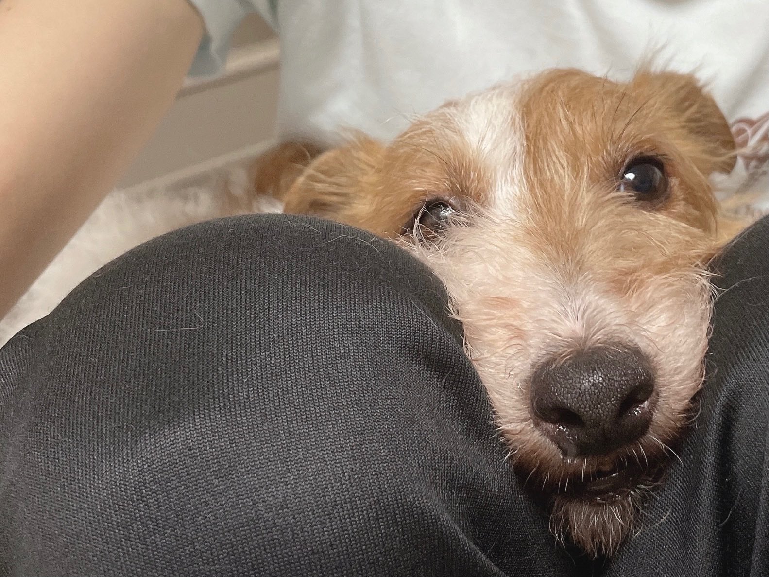 ドッグトレーナーみっちゃん Kenkenpa Dog Twitter