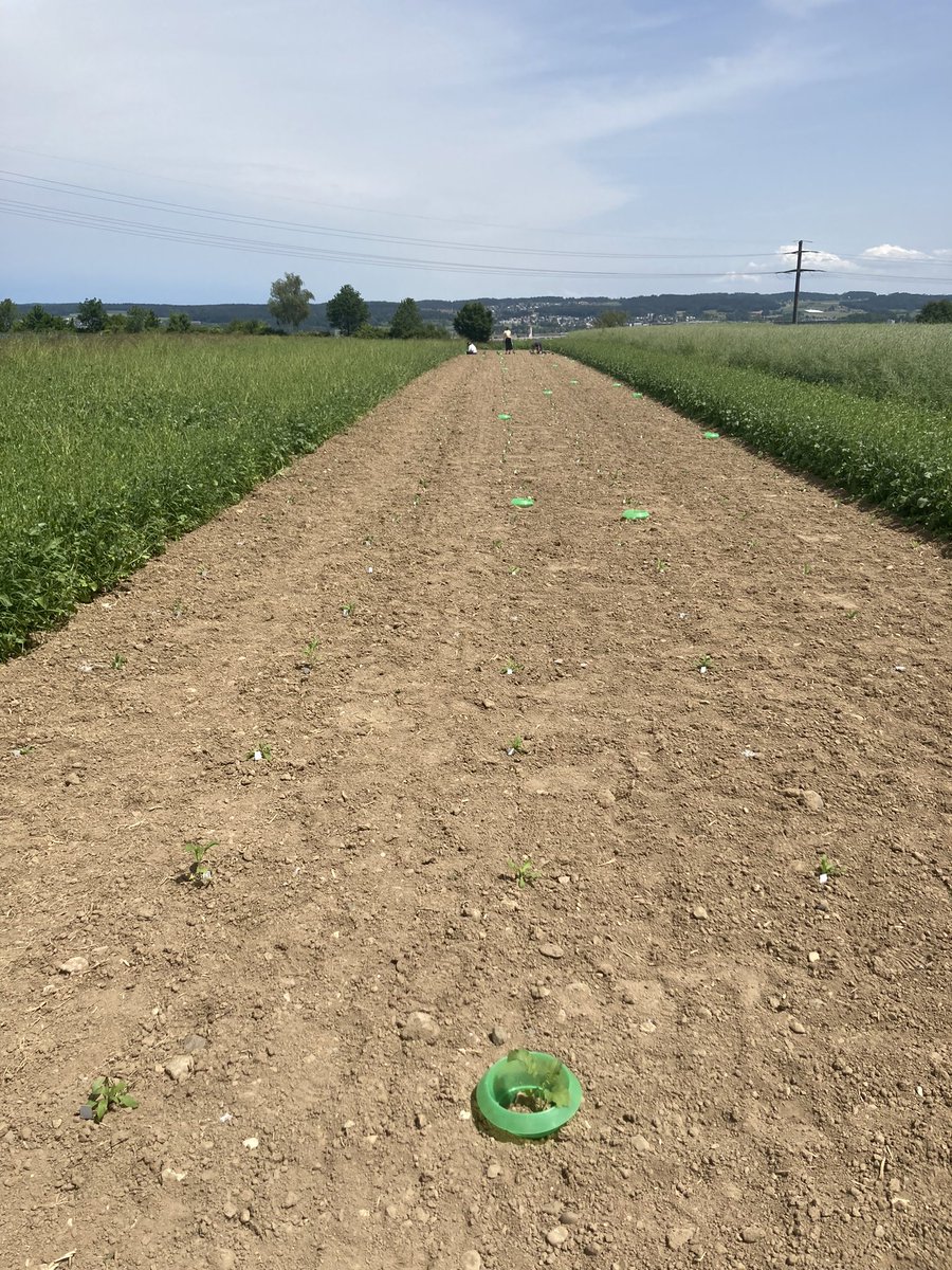tobiaszuest's tweet photo. We planted the first field experiment of the #cardevol project, part of @kunqi_wang ‘s PhD thesis. Will variation in chemical defense of the wormseed wallflower affect herbivore colonization? https://t.co/3F83HC3TD5