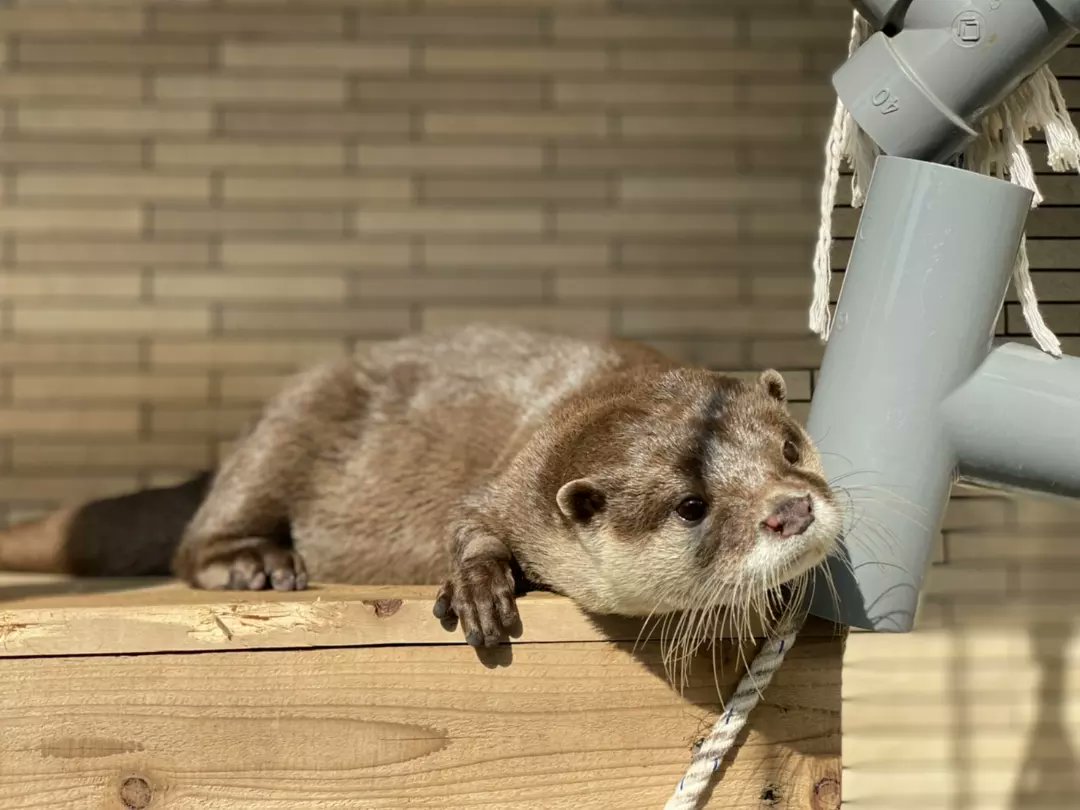 Search コツメカワウソ