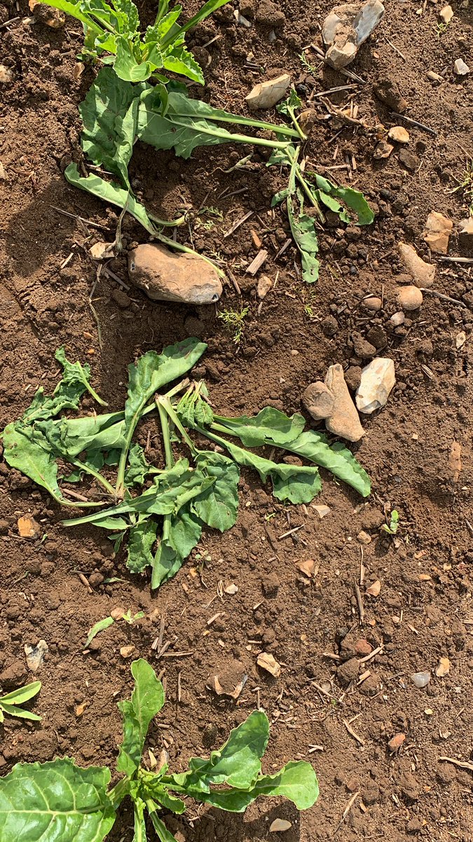 Whilst I love my Brown Hares( I have a lot) there are times they test it.