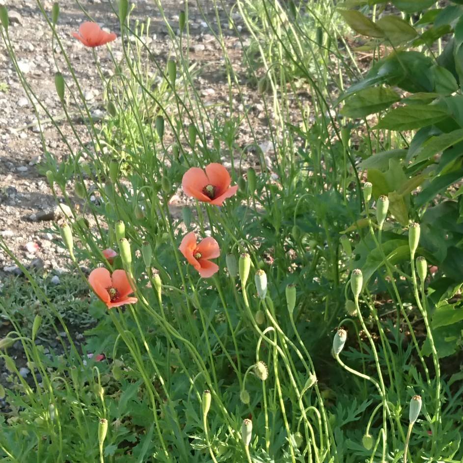 平塚市環境保全課 外来植物に注意しよう ナガミヒナゲシ ナガミヒナゲシは 4月 5月にオレンジ色の花を咲かせる地中海原産のケシの仲間です 繁殖力が強く 他の植物の生育を阻害するなど 生態系へ悪影響を与える可能性があると言われており 注意 平塚市環境保全課 外来植物に注意しよう ナガミヒナゲシ ナガミヒナゲシは 4月 5月にオレンジ色の花を咲かせる地中海原産のケシの仲間です 繁殖力が強く 他の植物の生育を阻害するなど 生態系へ悪影響を与える可能性があると言われており 注意
