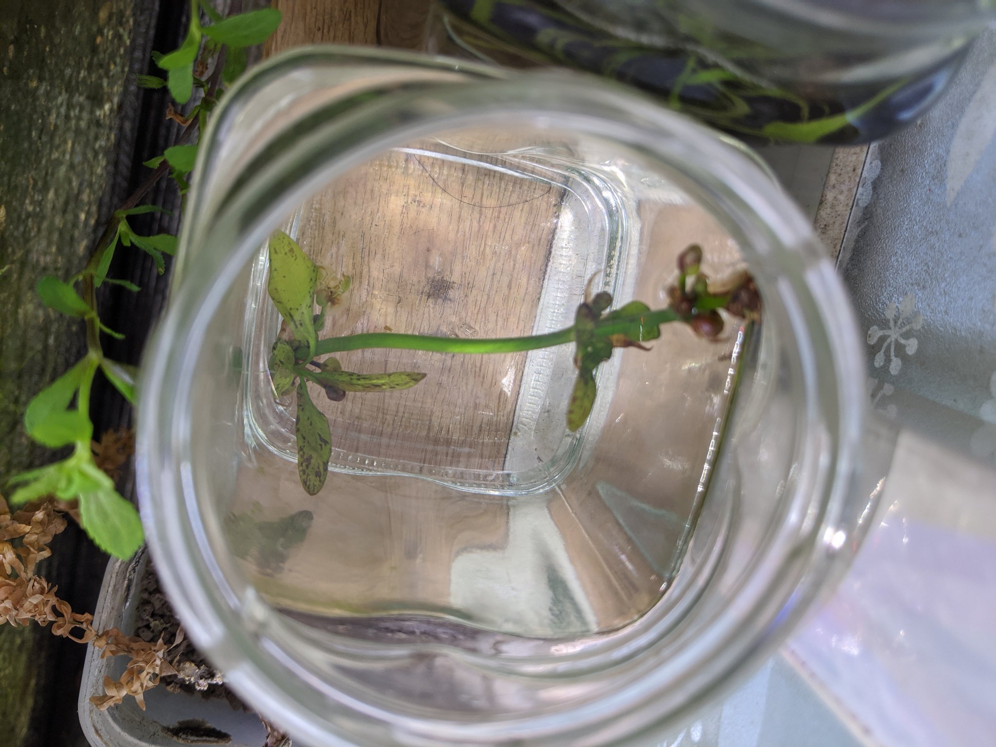 تويتر お餅 634 على تويتر 2株目来ました エキノドルス ウルグアイエンシスバリエガータ T Co Mpuxu5snak