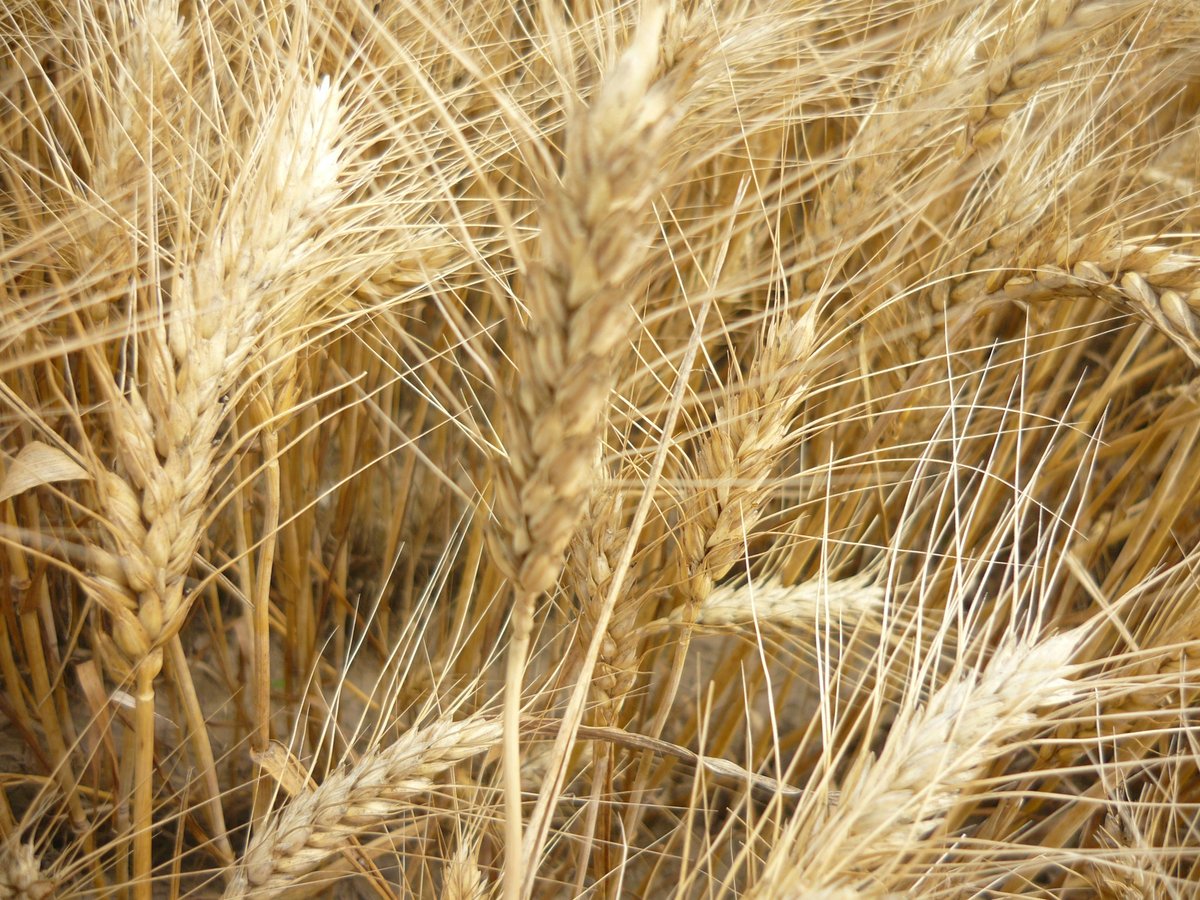 Edward Someus tweet media