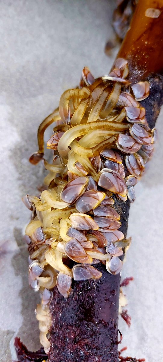 TravelLAT's tweet image. The 2nd time this past week I found these little Goos barnacles on the Kelp. Plenty kelp washed up with the winter sea, but only certain ones have them #goosebarnacles #filterfeeder #crustaceans #marinelife #oceanconservation