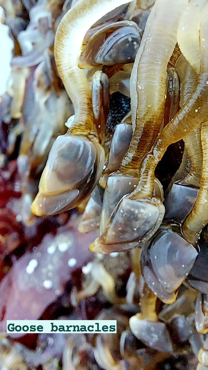 TravelLAT's tweet image. The 2nd time this past week I found these little Goos barnacles on the Kelp. Plenty kelp washed up with the winter sea, but only certain ones have them #goosebarnacles #filterfeeder #crustaceans #marinelife #oceanconservation