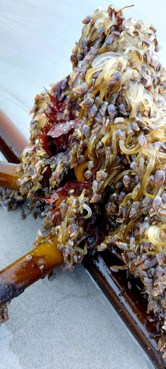 TravelLAT's tweet image. The 2nd time this past week I found these little Goos barnacles on the Kelp. Plenty kelp washed up with the winter sea, but only certain ones have them #goosebarnacles #filterfeeder #crustaceans #marinelife #oceanconservation