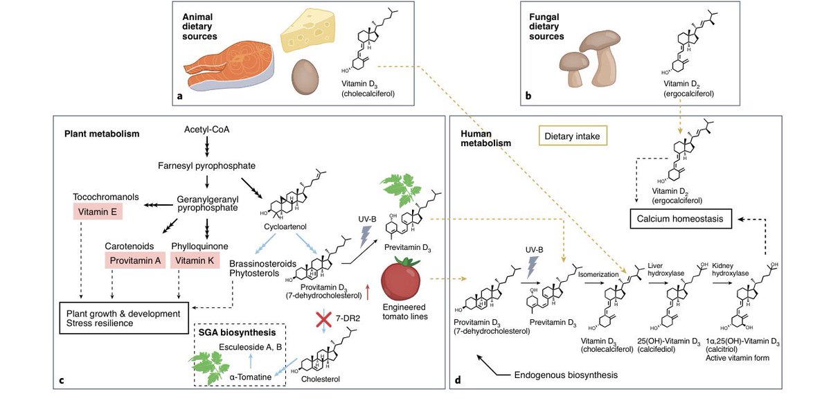 Metabolic engineering for previtamin-D enriched tomatoes nature.com/articles/s4147… #biofortification. Read our view in <a href="/NaturePlants/">Nature Plants</a>: rdcu.be/cN9Tb