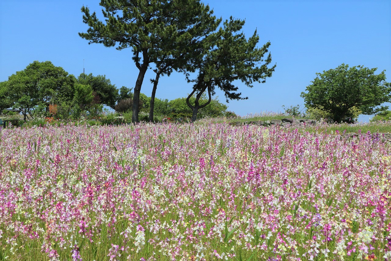 海の中道海浜公園 花桟敷 はなさじき にて リナリアが見頃を迎えています 5月24日撮影 特徴 リナリアは 金魚草を小さくしたような形のため姫金魚草とも呼ばれる一年草 パステルカラーの花色とすらりとした花穂の風に揺れる姿が優しい印象です