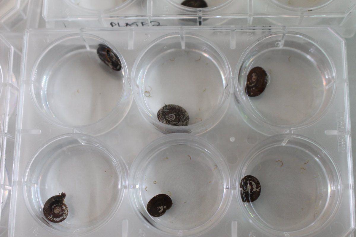 Miracidia hatching is an important process in acquiring cercariae to be used in the Controlled infection model. @ProssyKabuubi our Lab technologist had a go at miracidia hatching from samples collected from the field, which went really well!