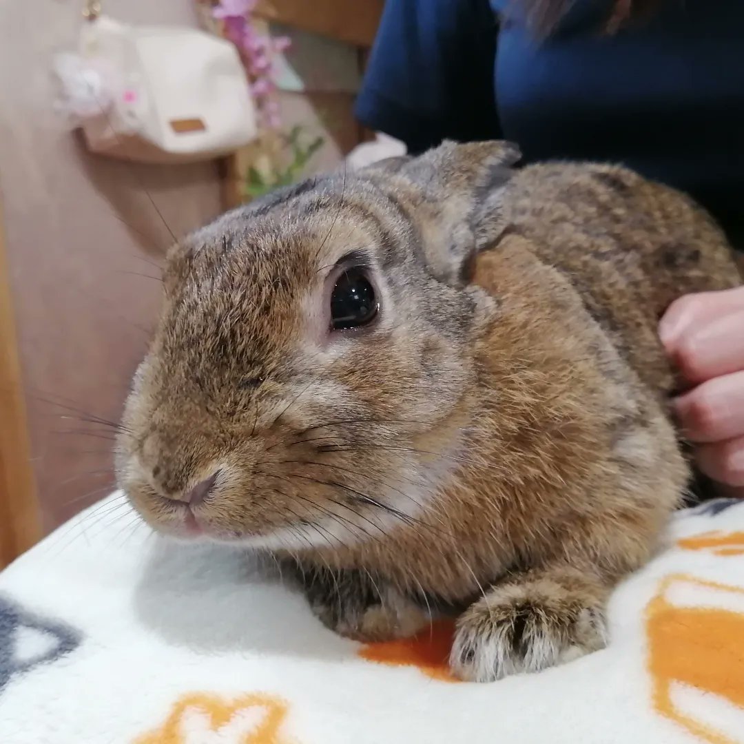 うさぎ専門店うさぎのまんま Mammasrabbitry Twitter