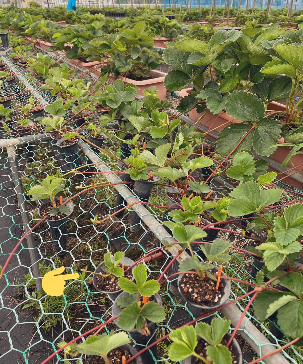 実家でも今年も太郎くんたちをお世話する時期、育苗の季節になりました🍓 