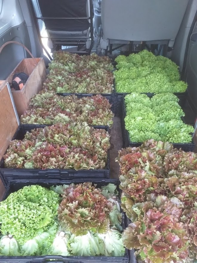 [ 🍅MARAICHAGE ]

Du travail de la terre aux premières livraisons de salades dans les écoles, l'exploitation municipale du Puits Fleuri en pleine production ! 

Venez visiter le domaine lors de Loca'Val, samedi 4 juin
PGM ici  bit.ly/3GgF0yW

#Valbonne #SophiaAntipolis