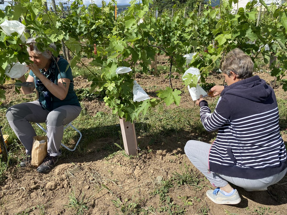 KomlanAvia's tweet photo. Castrations au vignoble Ă Colmar. Ce travail de lâĂ©quipe GĂ©nĂ©tique et AmĂ©lioration de la Vigne de lâUMR SVQV, aboutira dans plusieurs annĂ©es Ă la crĂ©ation dâune nouvelle gĂ©nĂ©ration de variĂ©tĂ©s de #vigne rĂ©sistantes aux maladies, de type #ResDur. @INRAE_Colmar @INRAE_France https://t.co/RHlmN0Ko5x