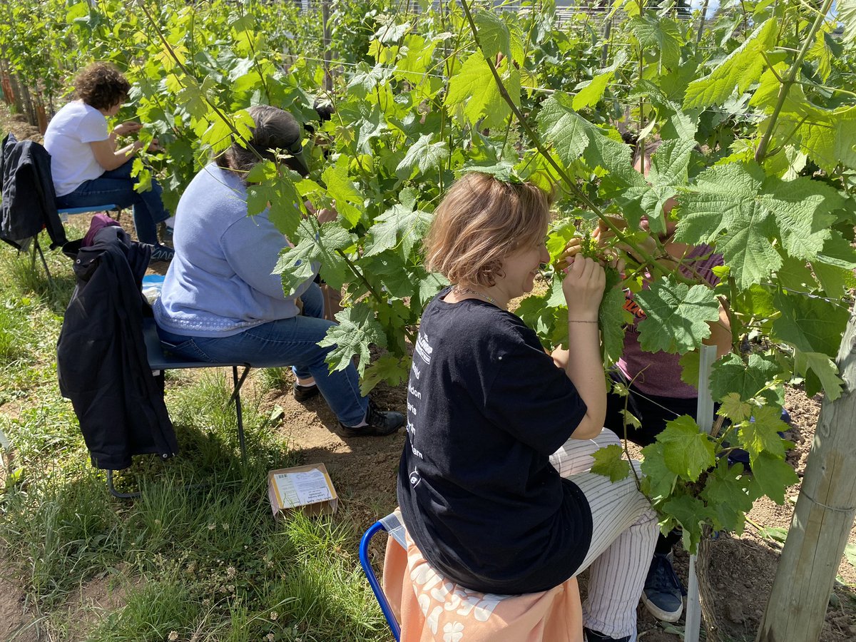 KomlanAvia's tweet photo. Castrations au vignoble Ă Colmar. Ce travail de lâĂ©quipe GĂ©nĂ©tique et AmĂ©lioration de la Vigne de lâUMR SVQV, aboutira dans plusieurs annĂ©es Ă la crĂ©ation dâune nouvelle gĂ©nĂ©ration de variĂ©tĂ©s de #vigne rĂ©sistantes aux maladies, de type #ResDur. @INRAE_Colmar @INRAE_France https://t.co/RHlmN0Ko5x