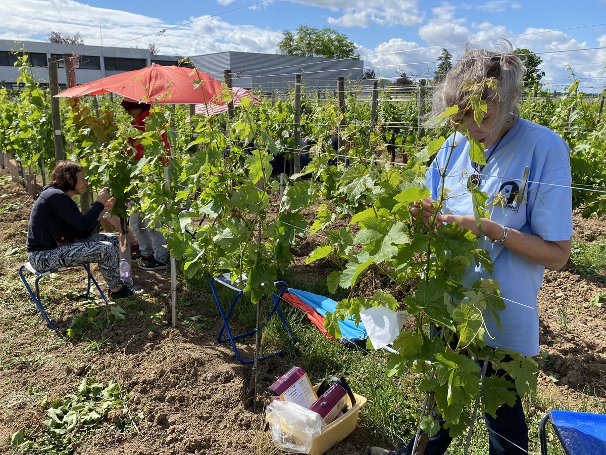 KomlanAvia's tweet photo. Castrations au vignoble Ă Colmar. Ce travail de lâĂ©quipe GĂ©nĂ©tique et AmĂ©lioration de la Vigne de lâUMR SVQV, aboutira dans plusieurs annĂ©es Ă la crĂ©ation dâune nouvelle gĂ©nĂ©ration de variĂ©tĂ©s de #vigne rĂ©sistantes aux maladies, de type #ResDur. @INRAE_Colmar @INRAE_France https://t.co/RHlmN0Ko5x