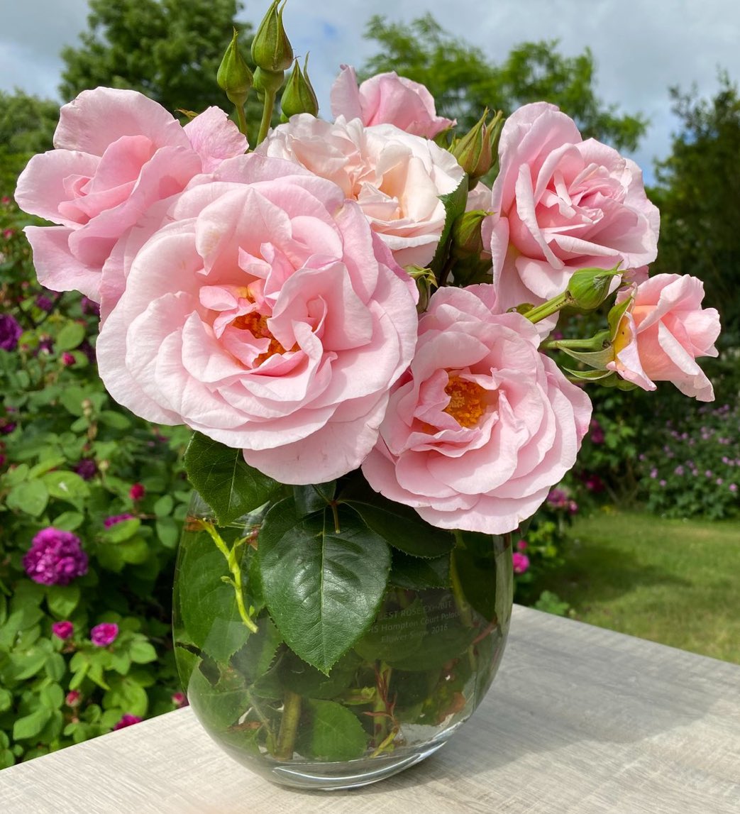 🌹rosesuk (@rosesukroses) on Twitter photo Happy #Tuesday everyone & congratulations to Peter Beales Roses on their well-deserved Gold Medal at #RHSChelsea
The ‘Oxford Physic Rose’ celebrating the 400th Anniversary of Oxford Botanic Garden - one of their new #roses making its debut at the show.
<a href="/kgimson/">k gimson 🌻🐝</a> <a href="/loujnicholls/">Lou Nicholls</a> Happy #Tuesday everyone & congratulations to Peter Beales Roses on their well-deserved Gold Medal at #RHSChelsea
The ‘Oxford Physic Rose’ celebrating the 400th Anniversary of Oxford Botanic Garden - one of their new #roses making its debut at the show.
<a href="/kgimson/">k gimson 🌻🐝</a> <a href="/loujnicholls/">Lou Nicholls</a>