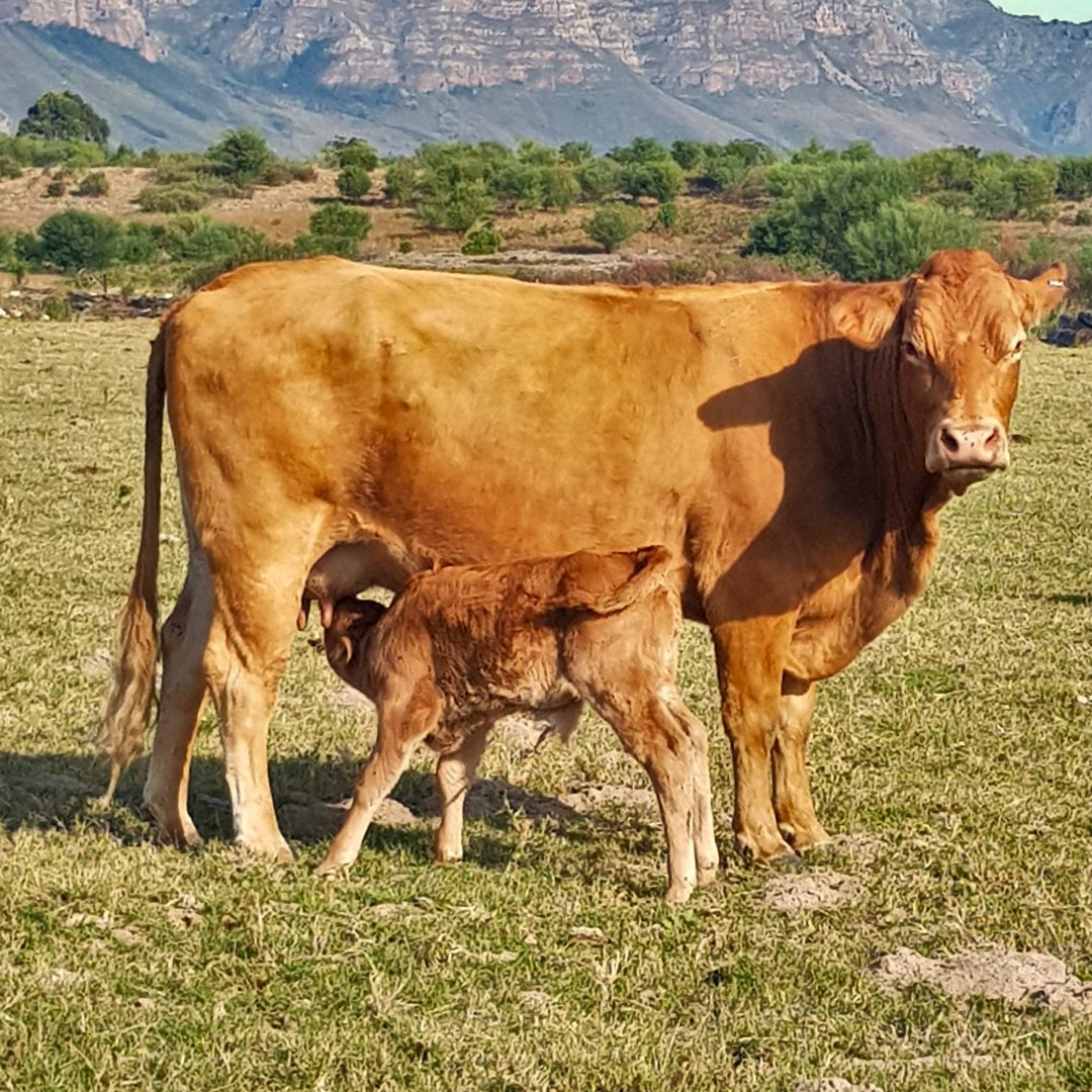 AlleeBleue's tweet photo. Even with the weather getting colder, new life still brings joy! We have recently welcomed five new calves onto the farm, a mix of male and female, and we can't wait to see them grow up!
#AlleeMagic #AlleeBleue https://t.co/UkqSDW7cER