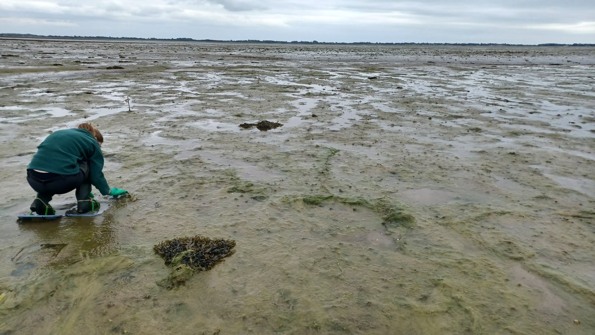 Spotted one seedling today at our Farlington #SolentSeagrassRestoration site! But both plots were smothered with a think blanket of over-fertilised green algae. We need urgent action on nitrates and sewage in  the #Solent, putting efforts to create a #WilderSolent at risk.