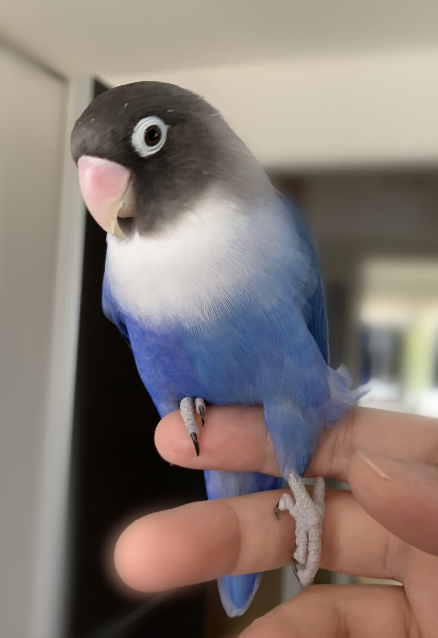 ぽんず ボタンインコ お腹の色綺麗に見えるじゃん って写真撮ったら 普通にとまってる方が色がわかりにくく 普通じゃない方が色がわかりやすかった 笑 ボタンインコ ハーフサイダー T Co 2iarbjpsyb Twitter