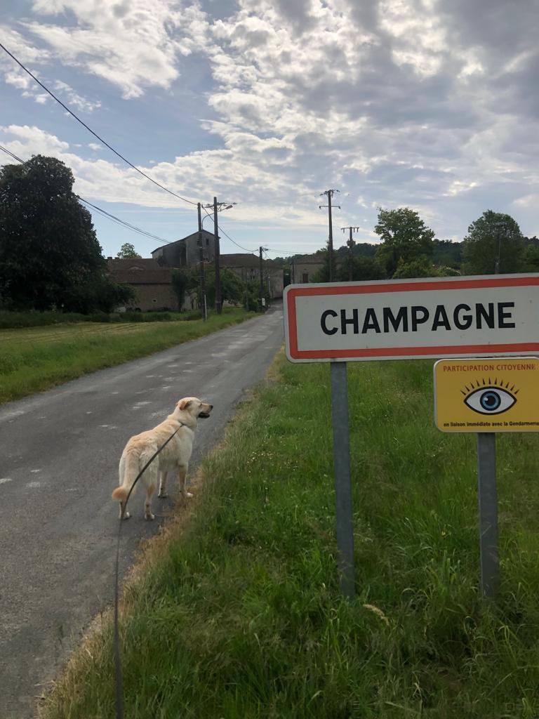 SnetSaloons's tweet photo. @PaulONeill29 That’s Jesus. This is Champagne (&amp; Luna) 😀 https://t.co/hLLbAbUhUy