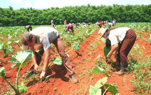 Para materializar el compromiso de los matanceros de convertir a la provincia en la más productiva de #Cuba, los agropecuarios laboran en las 63 medidas para fortalecer el sector y elevar el percápita de alimentos 📻 Reportó: <a href="/odacuba/">Odalys Miranda</a> buff.ly/3lCtbcL