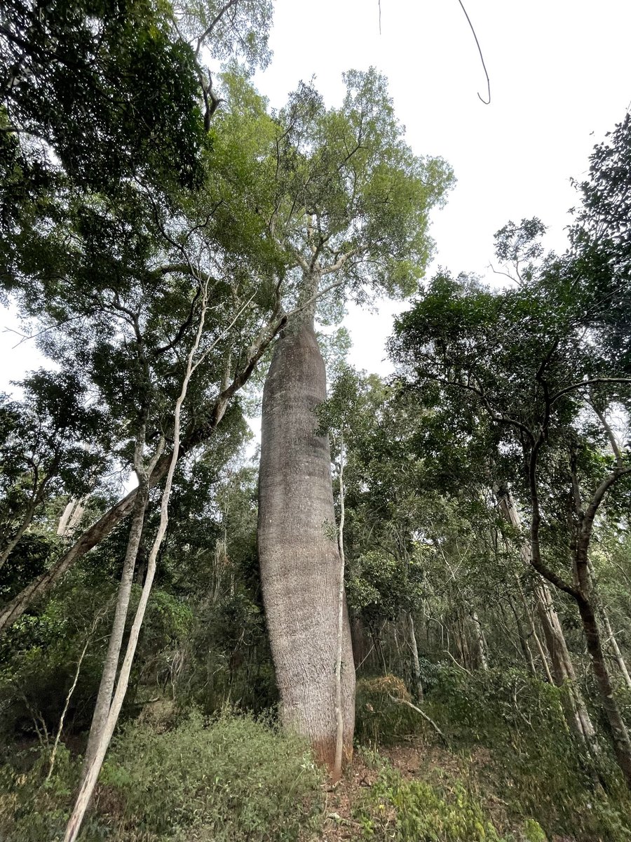 Bottle trees are exceptionally suited to being prime #thicktrunktuesday contenders. I’ve been informed this beauty found in a bit of scrub near Proston Qld (DBH ~2m) is a small specimen! can’t wait to find a ‘big’ one. #BottleTree #DryRainforest