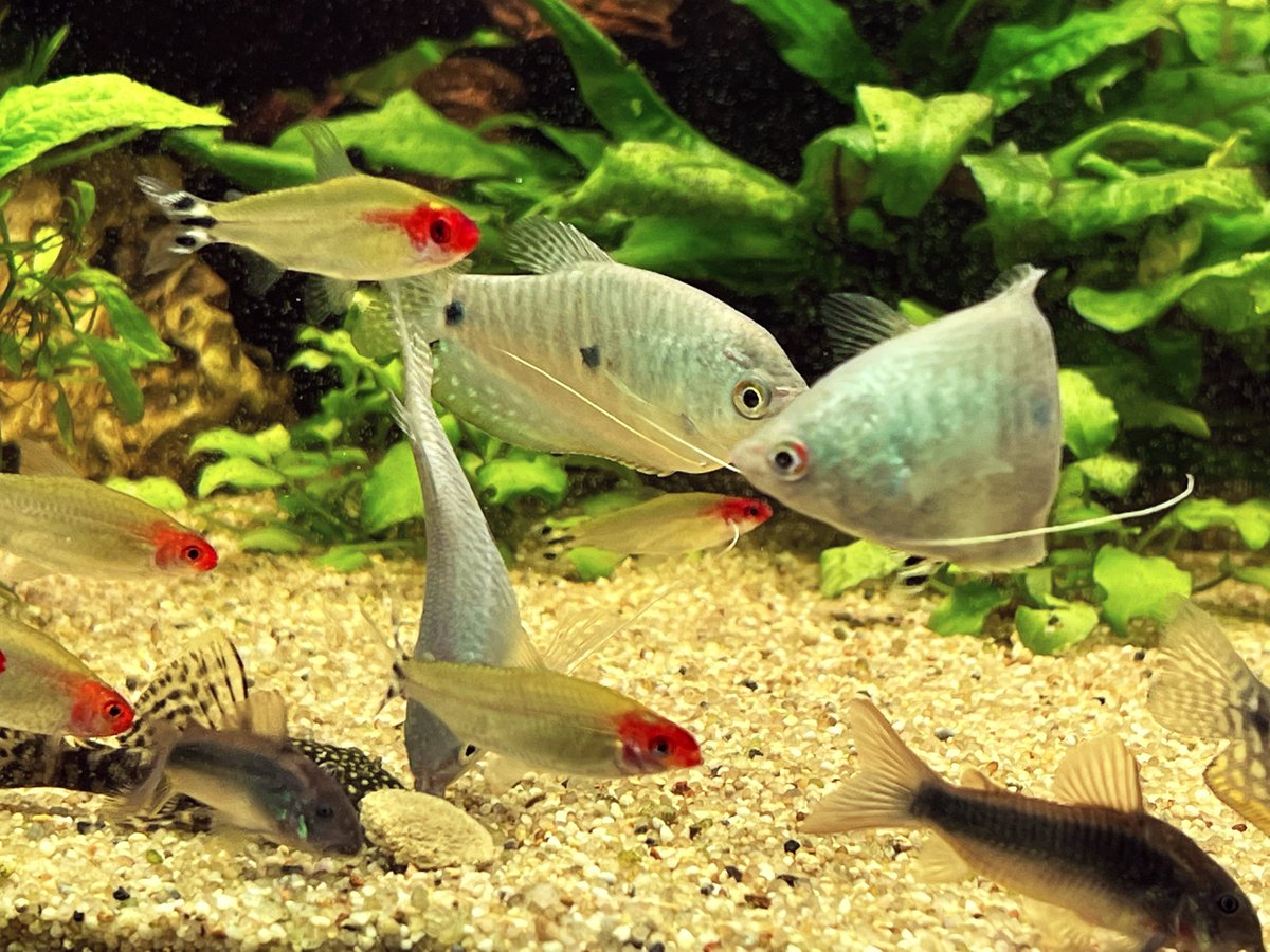 MonkeyImpact's tweet photo. For the office mojo and because of the room air quality we have a fishtank in the office... nobody of us have too much clue how it works or what is necessary to run it smooth... thanks god we know someone :-) #office #mojo #recharge #creative #notbraindead :-) https://t.co/GgmXWnbwDe