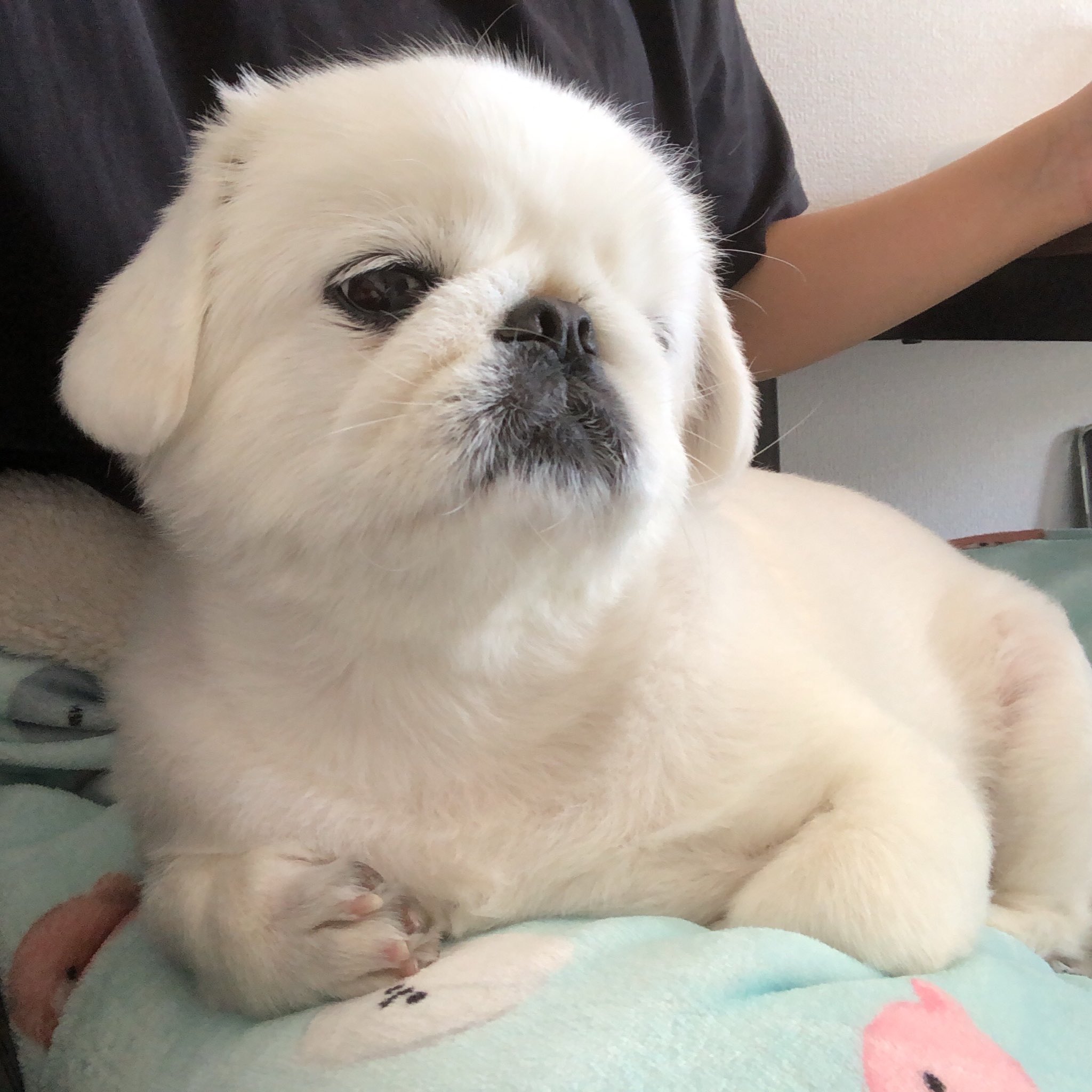 もっち Peki Motch Twitter