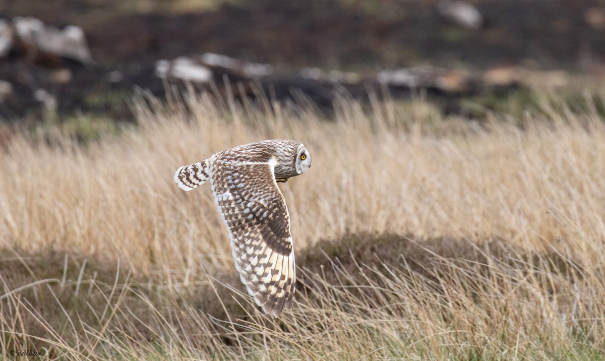 NeilBew's tweet image. Short Eared Owl(s) South Uist, May 22