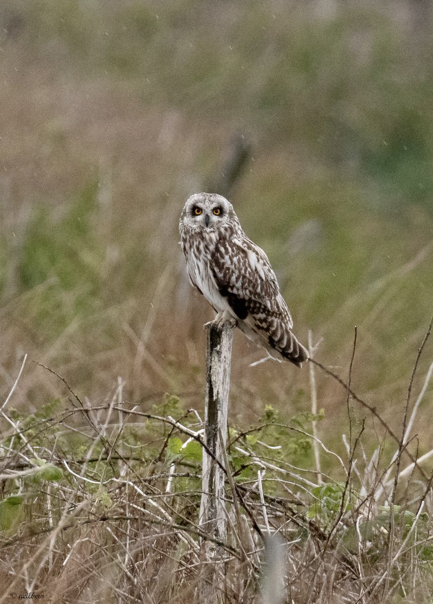 NeilBew's tweet image. Short Eared Owl(s) South Uist, May 22