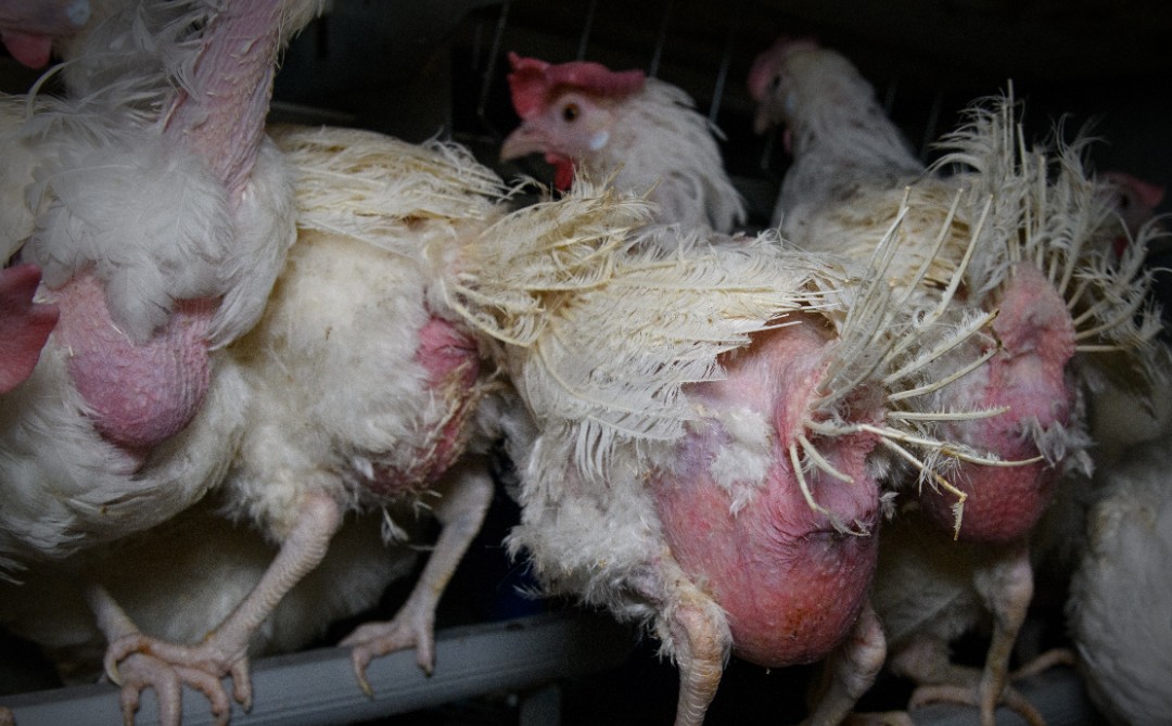 Most humans are capable of telling right from wrong, good from bad. Yet we still support cruelty like this - not because we're are being deliberately cruel, but because we choose to ignore reality. This is reality. Please remember this image the next time you eat eggs or chicken.