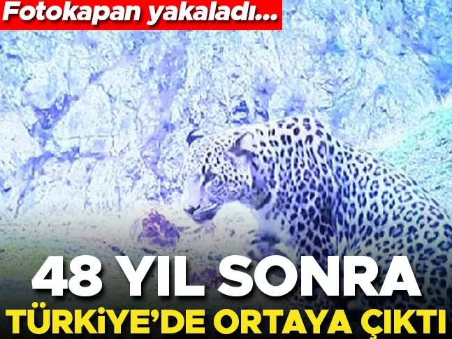 sedaDural8's tweet image. #kmll